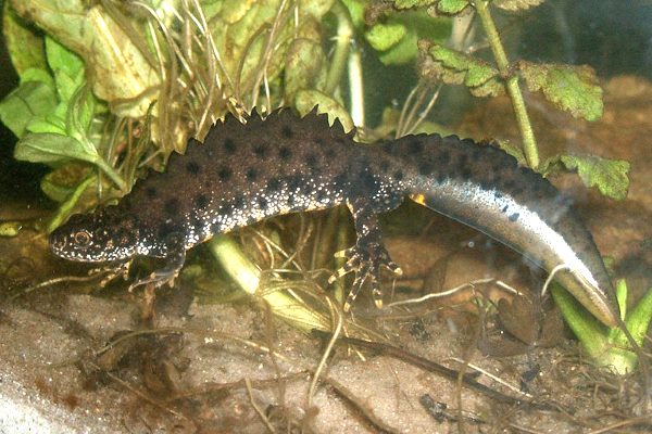 Great crested newt