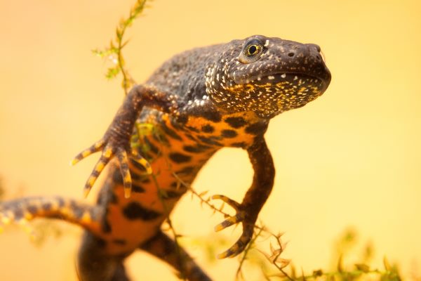 Bigger, more joined-up habitat for great crested newts is the goal. Photograph: Dirk Ercken / 123RF