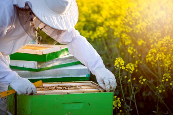 Farmers and campaigners are split on the impact neonicotinoids have on bees. Photograph: Bernard Bodo / 123RF