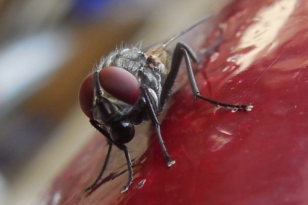 Two of the substances are approved for use against flies in the home. Photograph: Aravind Sivaraj CC BY-SA 3.0