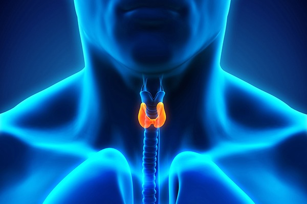 Endocrine disrupters can affec the thyroid system. Photograph: Nerthuz/123RF