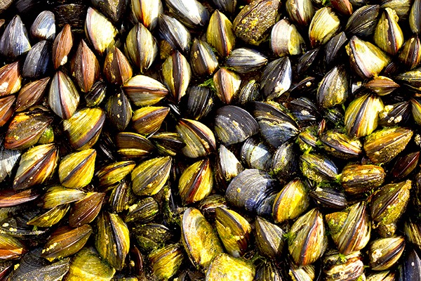 The Falmouth estuary is home to commercial shellfisheries. Photograph: Michael Sheehan/123RF