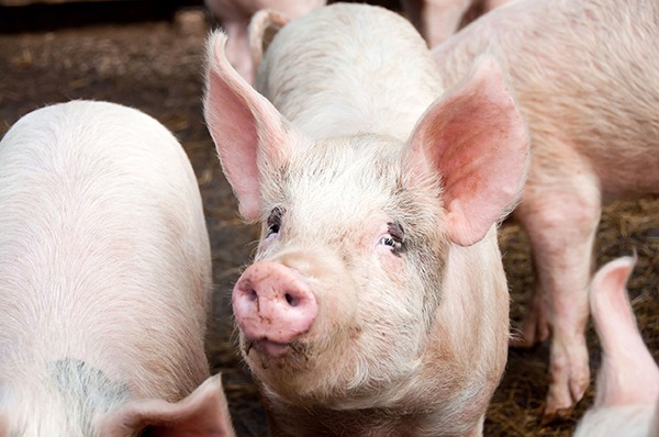 Operators of intensive pig farms will have to abide by tougher ammonia, nitrogen and phosphorous emission limits. Photograph: Jane White/123RF