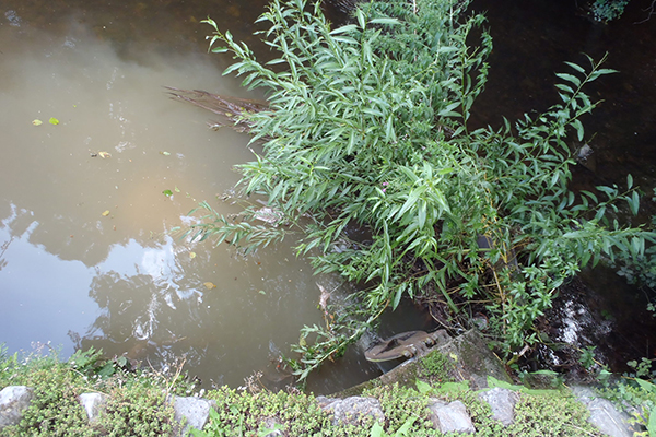 Sewage leaked into Dawlish Water, a stream that runs through the centre of Dawlish town. Photograph: Environment Agency