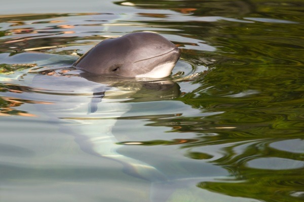 Harbour porpoise benefit from MPAs. Photograph: Colette2 / 123RF