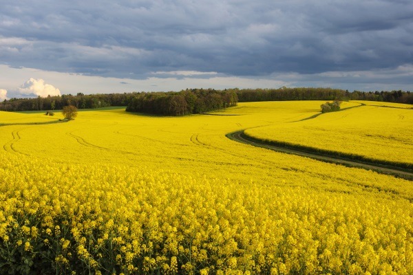 Controversy over the use of neonicotinoid pesticides on oil seed rape has raged for years. Photograph: Myrabella CC BY-SA 4.0
