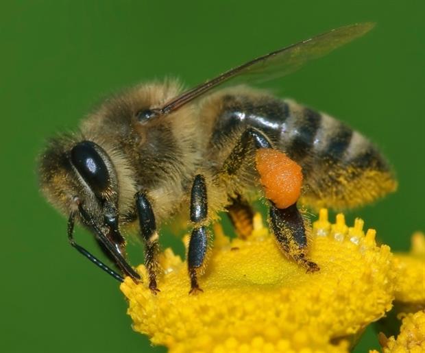 Neonicotinoid seed treatments have been linked to bee death. Photograph: Andreas Trepte CC BY-SA 2.5