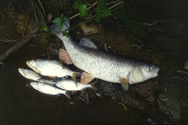 At least 1,700 fish were killed in the incident, which affected the river Frome for more than 6km. Photograph: Environment Agency