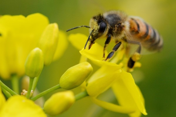 The research provides ammunition to campaigners against neonicotinoid use. Photograph: Gilles San Martin CC BY-SA 2.0