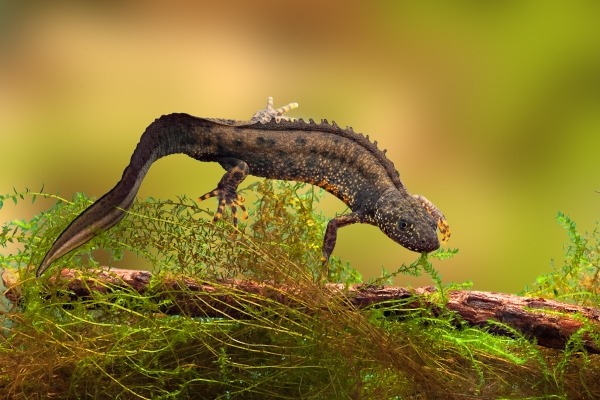 Great crested newt. Photograph: Dirk Ercken/123RF