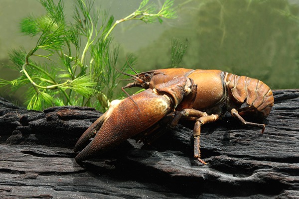 Signal crayfish. Photograph: Michael Lane/123RF