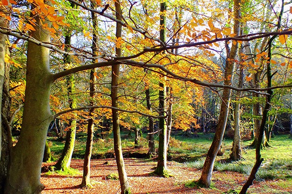 Woodlands are good at removing particulate matter. Photograph: Helen Hotson/123RF