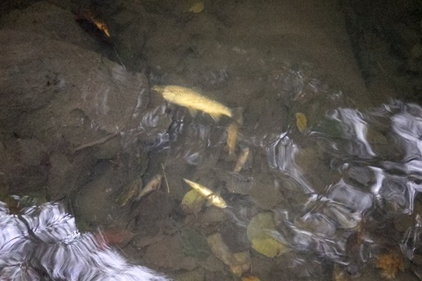 Trout in the River Medlock. Photograph: Environment Agency