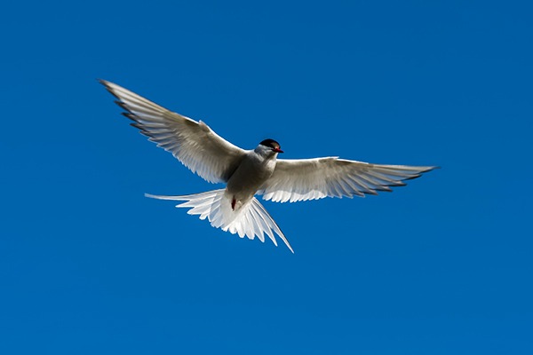An Arctic tern. Photograph: Daniel Kloeg/123RF