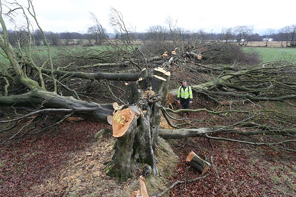 Veteran hedgerow beech trees chopped down. Photograph: Natural Resources Wales