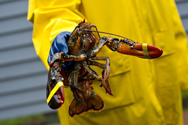 The American lobster is native to the east coast of North America. Photograph: Mark Skalny/123RF