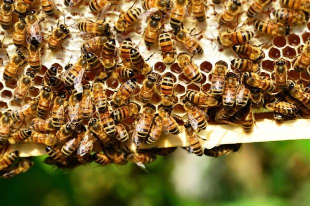 Show me the honey - EFSA in search for expert guidance. Photograph: Pixabay