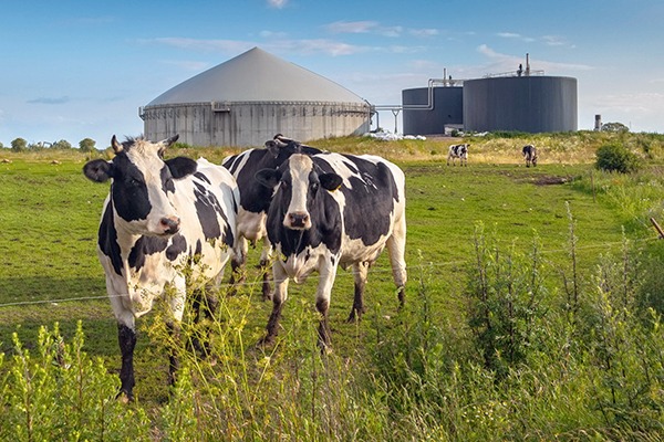 Further delay to the RHI reforms risks further disruption to the biogas industry. Photograph: Rudmer Zwerver/123RF