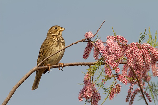 England's natural environment continues to decline. Photograph: Georgios Alexandris/123RF