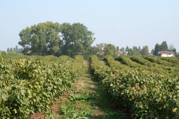 Plans to develop Pond Farm in Kent have hit the buffers. Photograph: Vicky Ellis/CPRE Kent