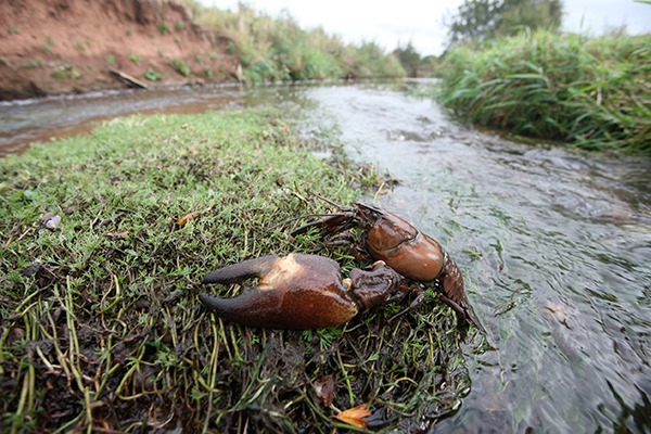 American signal crayfish. Photograph: Michael Lane/123RF