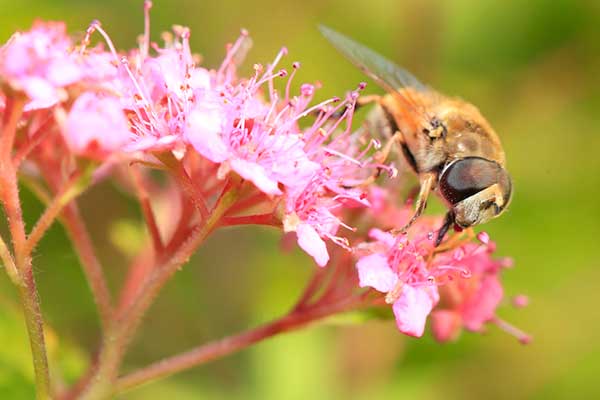Bees and hoverflies are in decline. Photograph: WangAizhong/123RF
