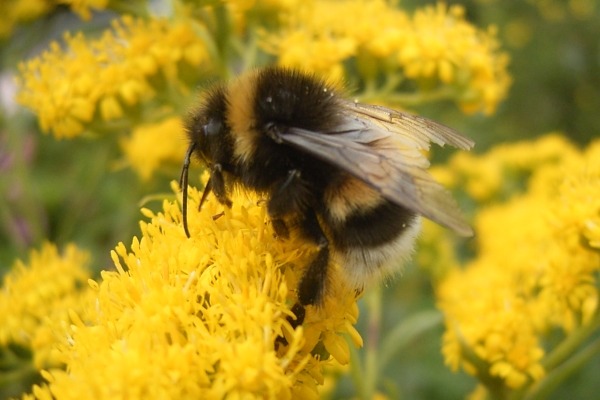 bumblebee on a flower
