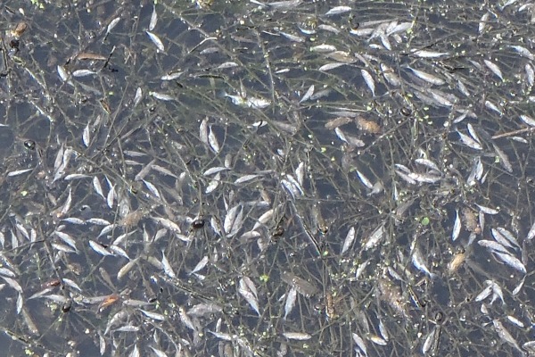 Hundreds of fish were killed by the sewage discharge. Photograph: Environment Agency