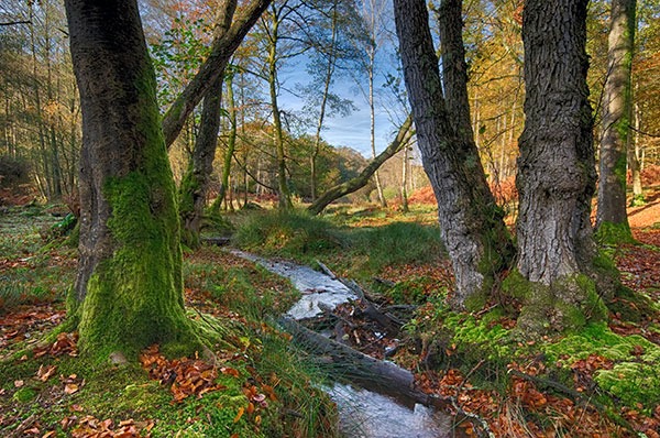 Bolderwood in the New Forest, Hampshire. Photograph: Helen Hotson/123RF