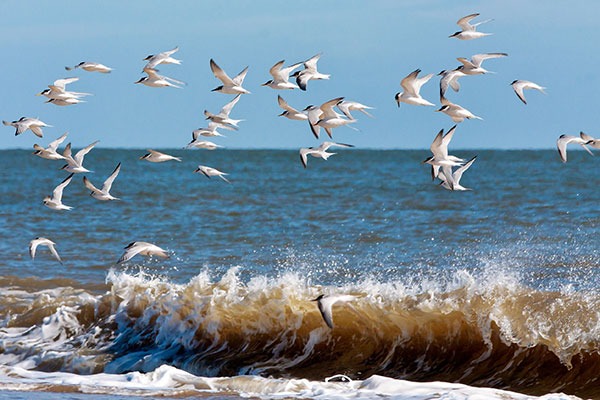 One quarter of the UK’s breeding population of little terns will benefit from protection.Photograph: Philip Bird/123RF