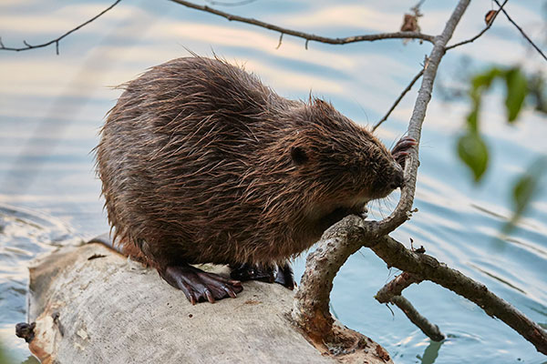 Beavers are slowly making their way back. Photograph: Martin Steiner/123RF