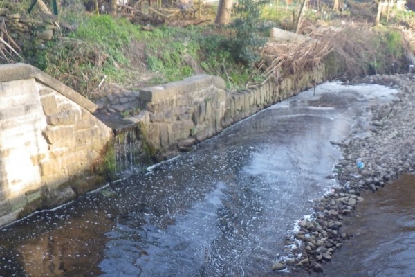 The dead fish had burnt eyes and and fins. Photograph: Environment Agency