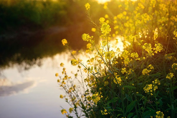Neonicotinoid pesticides have been found in rivers. Photograph: 123RF