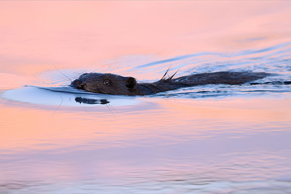 Beavers could make a slow return to the wild. Photograph: Mikalay Varabey/123RF