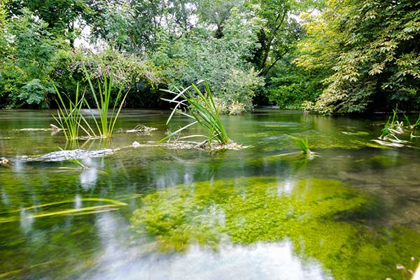 The river Itchen. Photograph: epfop/123RF