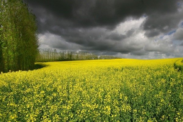 The UK has set a much stricter cap on first-generation crops than the EU's target. Photograph: nomadimages / 123RF