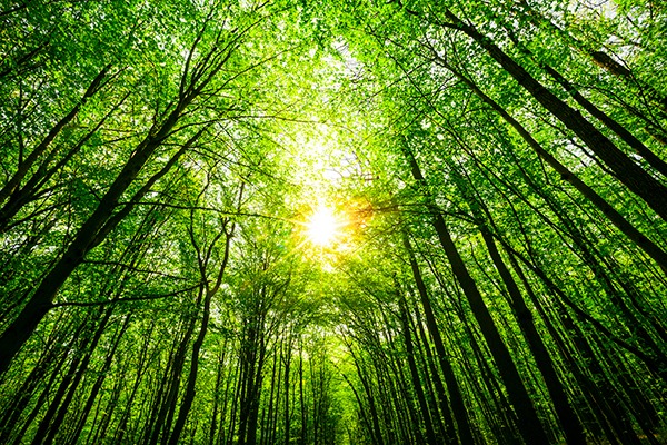 Forest. Photograph: Volodimir Kalina/123RF
