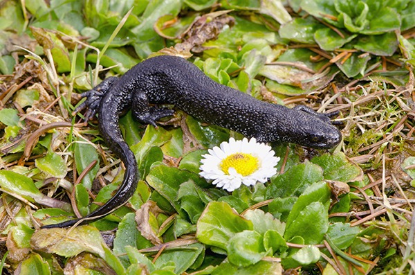 Great crested newt