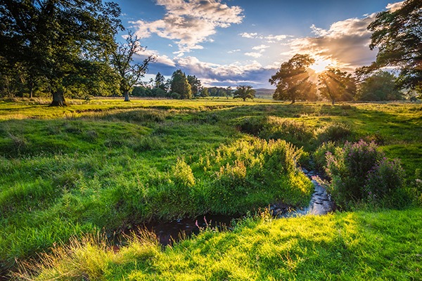 Field with trees and stream. Photograph: David Ronald Head/123RF