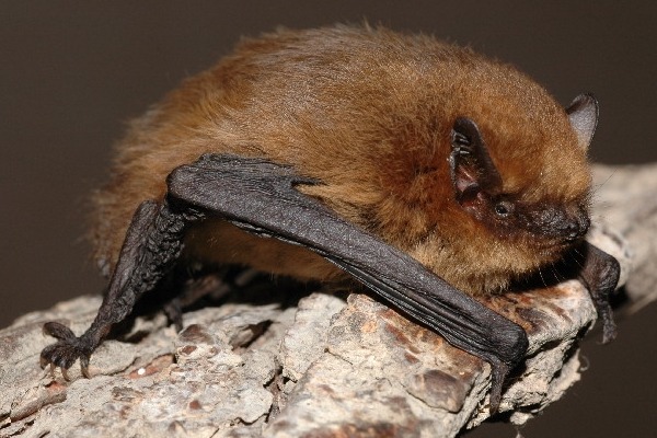 Soprano pipistrelle