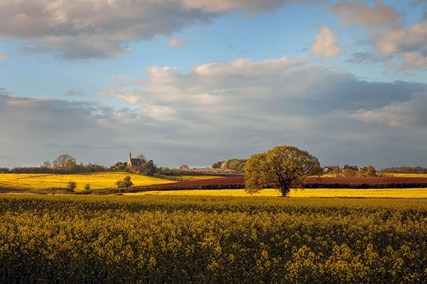 Farming landscape with fields of rapeseed. Photograph: Andrew Roland/123RF