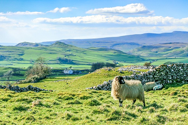 Sheep in field. Photograph: Ken Easter/123RF