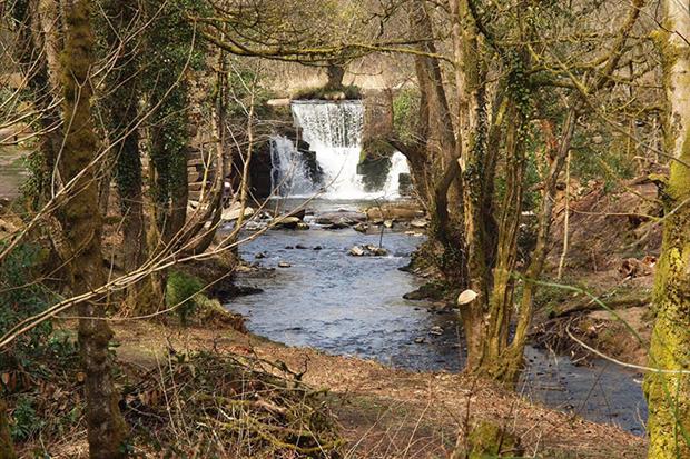 Penllergare Valley Woods, near Swansea, where 73 trees were felled. Photograph: Gareth Lovering Photography/Flickr