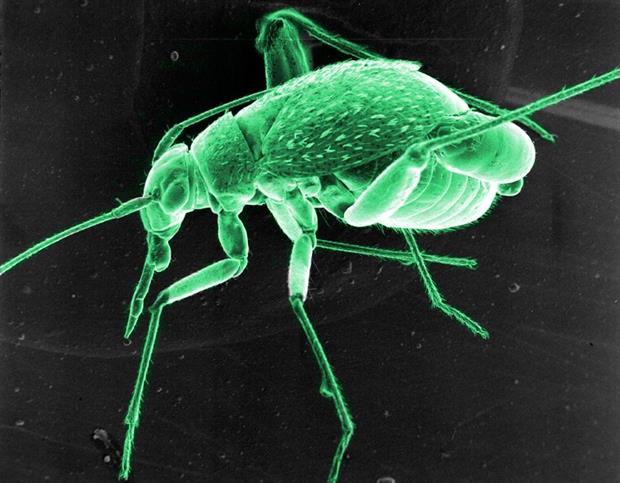 Electron microscope image of a mirid bug (family Miridae)