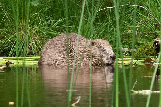 Knapdale beaver: by constantly disturbing their environment beavers create a dynamic habitat. Photograph by Steve Gardner
