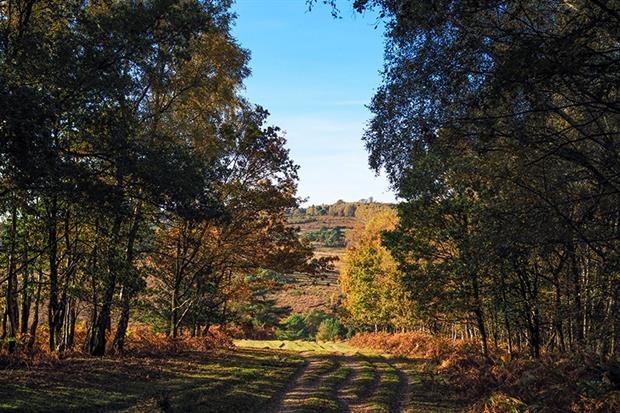 Ashdown forest, Sussex