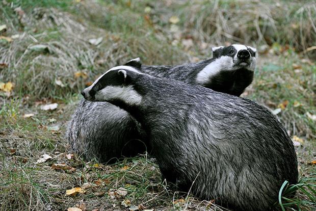 Natural England's attempt to gather evidence on the cull's impact on birds has been described as 'futile'. (Photo: Arterra/UIG via Getty Images)