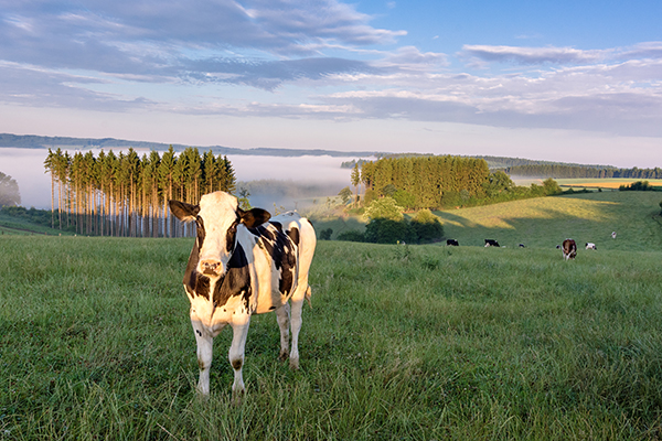 Cow in Belgian field