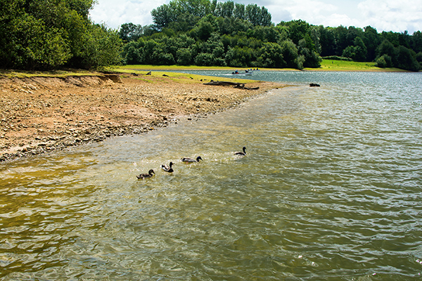 Bewl Water reservoir, Kent