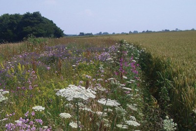 Set-aside land for wildlife haven, Duncan Westbury